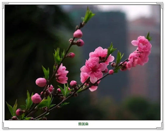 文昌帝君灵签帝96签_解签详解